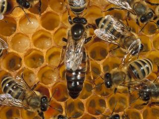 Detectan la presencia de agroquímicos y compuestos industriales en abejas y sus productos