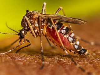 La ANMAT aprob el uso de la vacuna del laboratorio Takeda contra el dengue